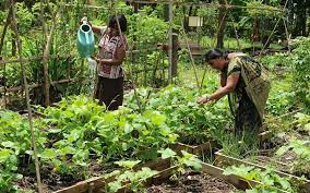 ගෙවතු වගාව – 2022